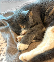 Load the image into the gallery viewer, pet cashmere Premium cosy blanket for pets made of wool and cashmere