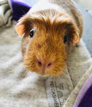 Load the image into the gallery viewer, pet cashmere Premium cosy blanket for pets made of wool and cashmere