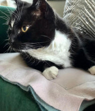 Load the image into the gallery viewer, pet cashmere Premium cosy blanket for pets made of wool and cashmere