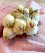 Load the image into the gallery viewer, pet cashmere Premium cosy blanket for pets made of wool and cashmere