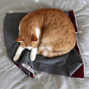 pet cashmere cashmere-wool mix blanket