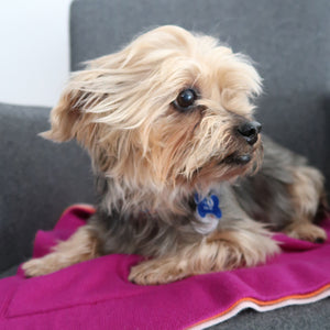 pet cashmere cashmere-wool mix blanket