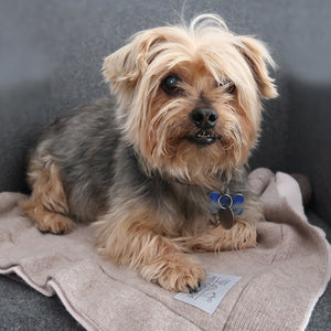 pet cashmere Premium cosy blanket for pets made of wool and cashmere