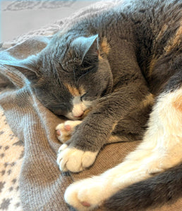 pet cashmere Premium cosy blanket for pets made of wool and cashmere