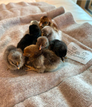 Load the image into the gallery viewer, pet cashmere Premium cosy blanket for pets made of wool and cashmere
