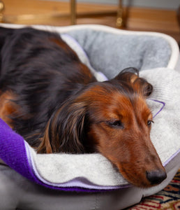 pet cashmere Premium cosy blanket for pets made of wool and cashmere